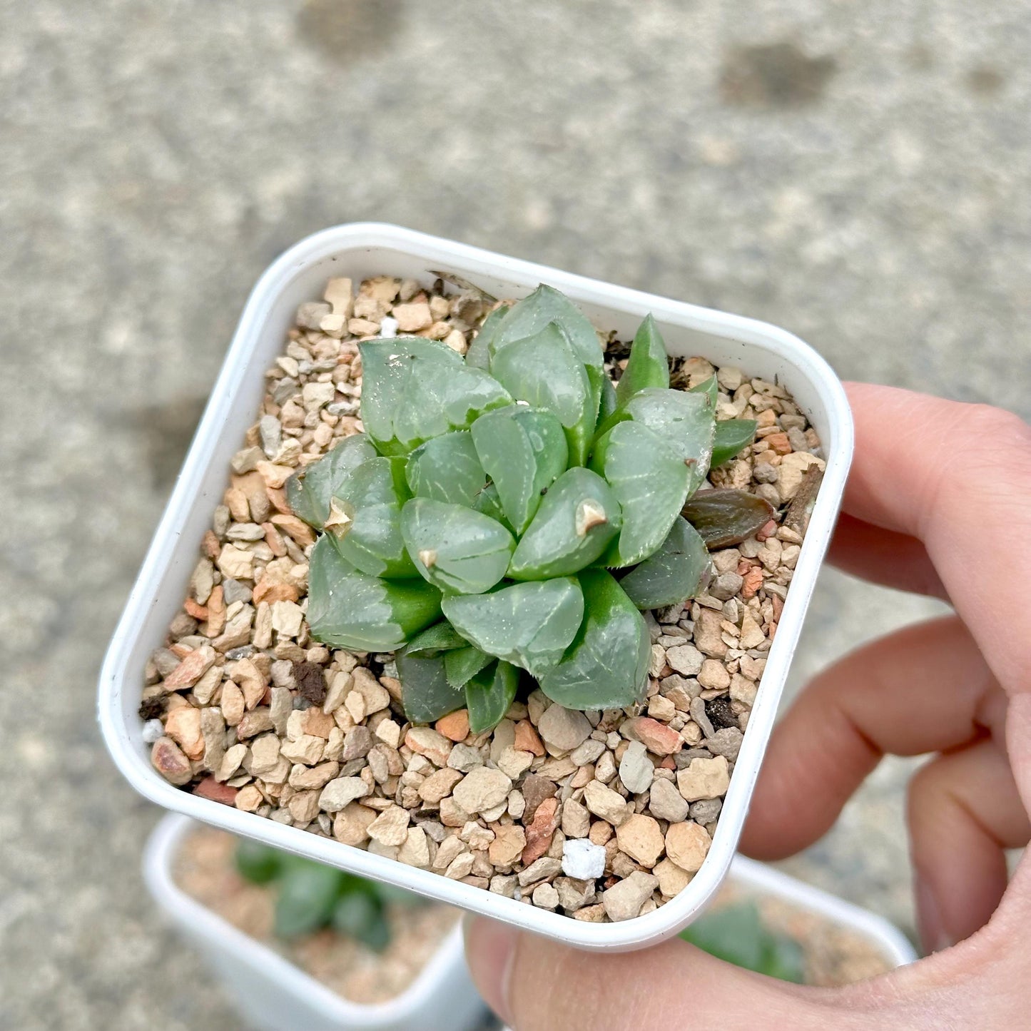 Haworthia Ice City (Small Variety)