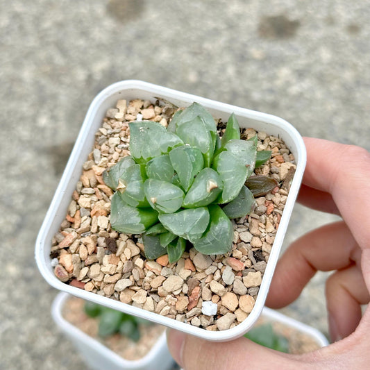 Haworthia Ice City (Small Variety)
