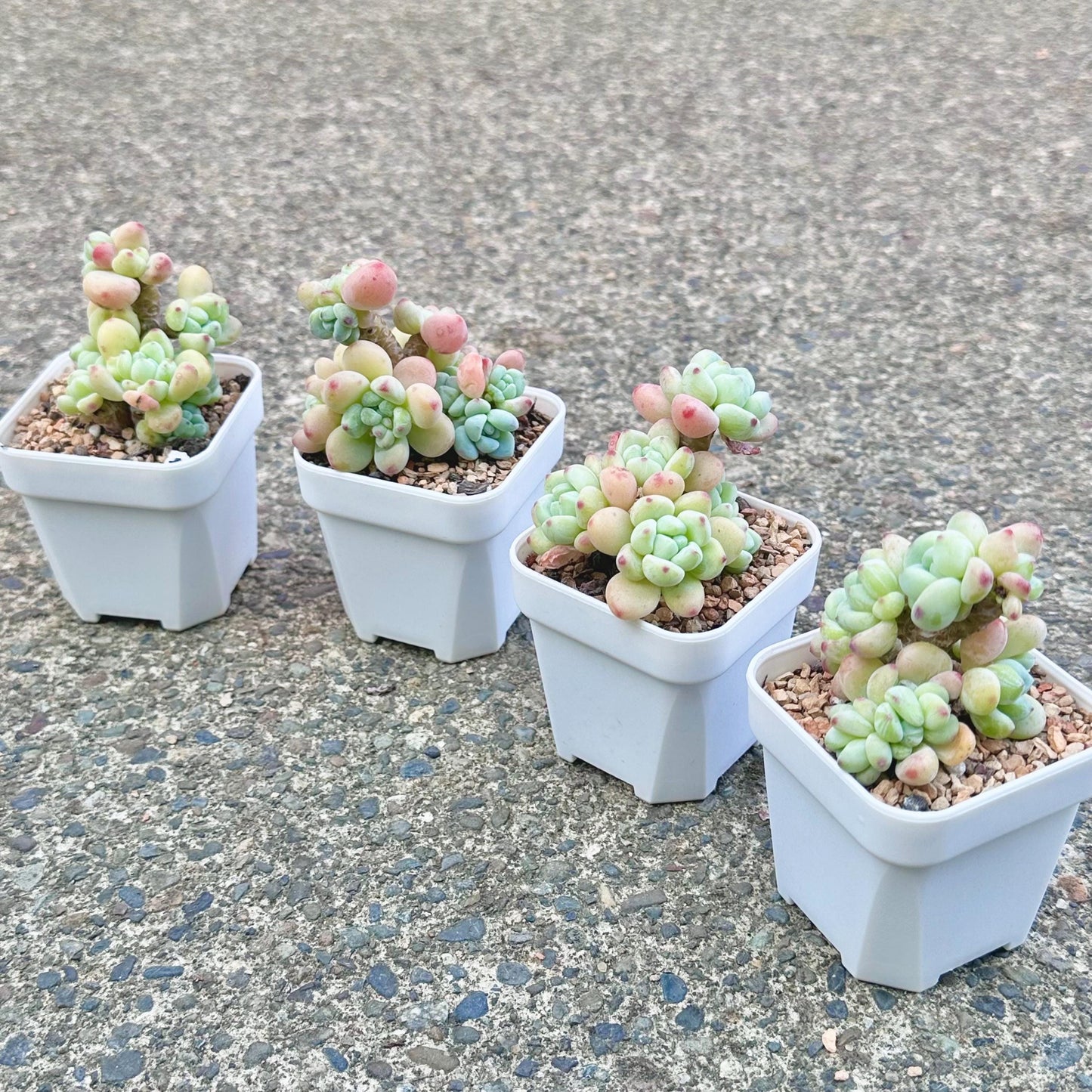 Sedum Clavatum Cluster
