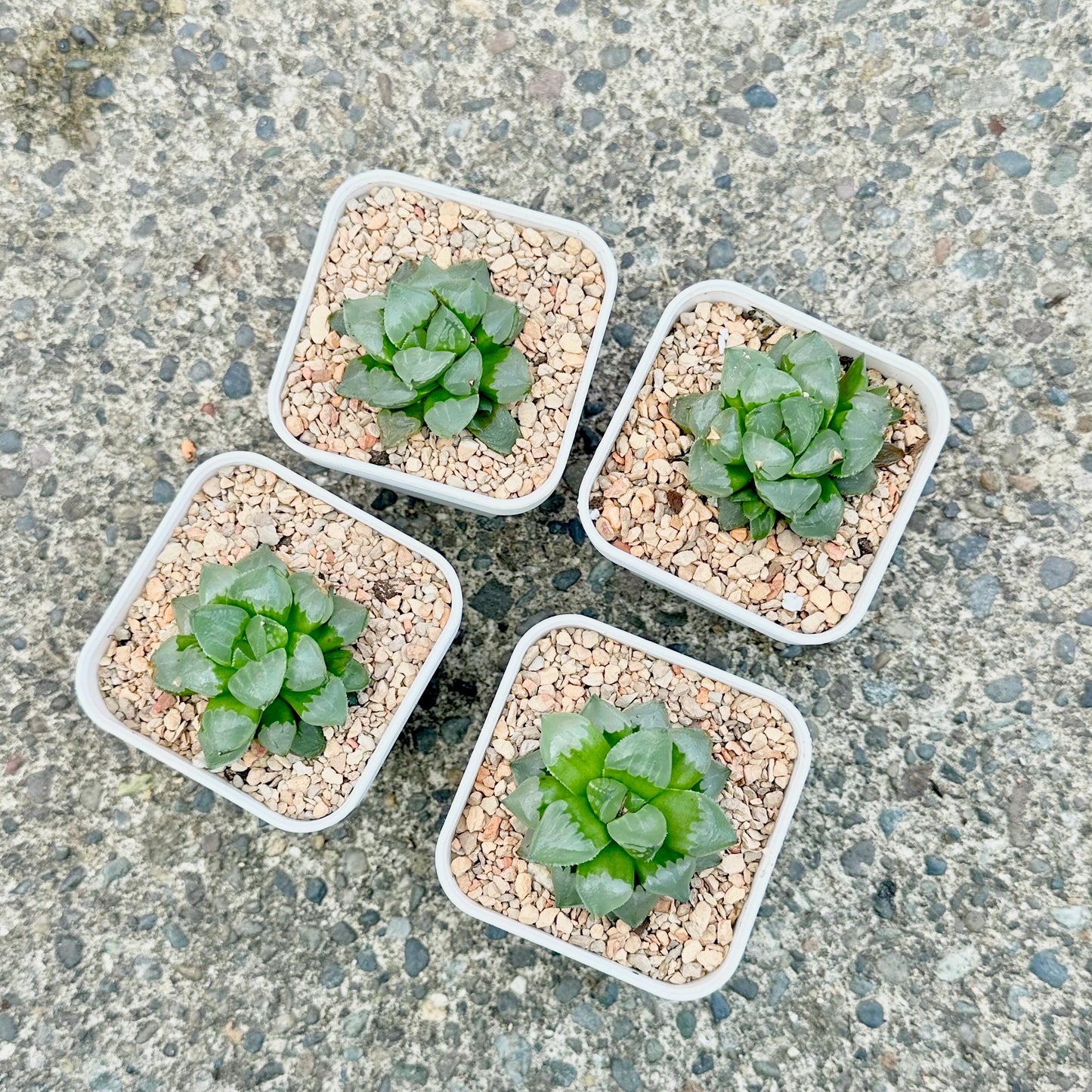 Haworthia Ice City (Small Variety)