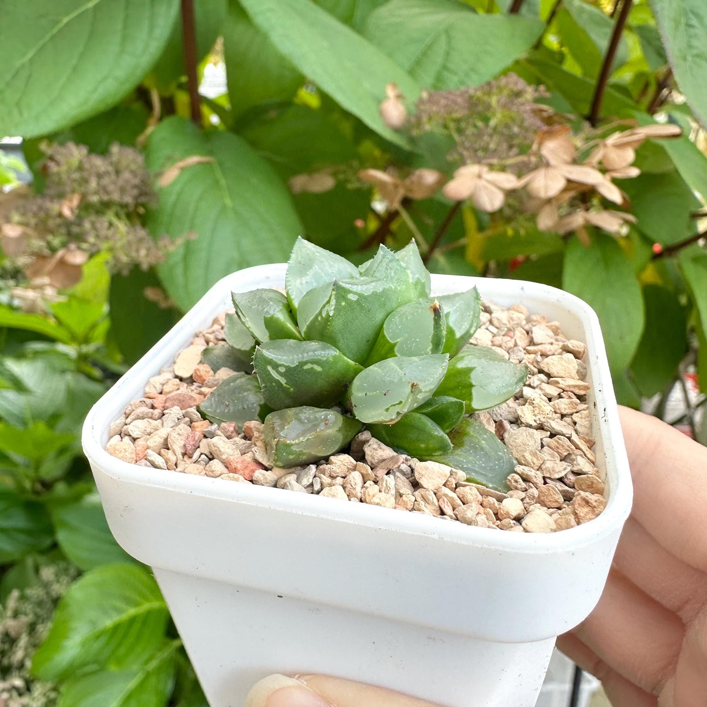 Haworthia Ice City (Small Variety)