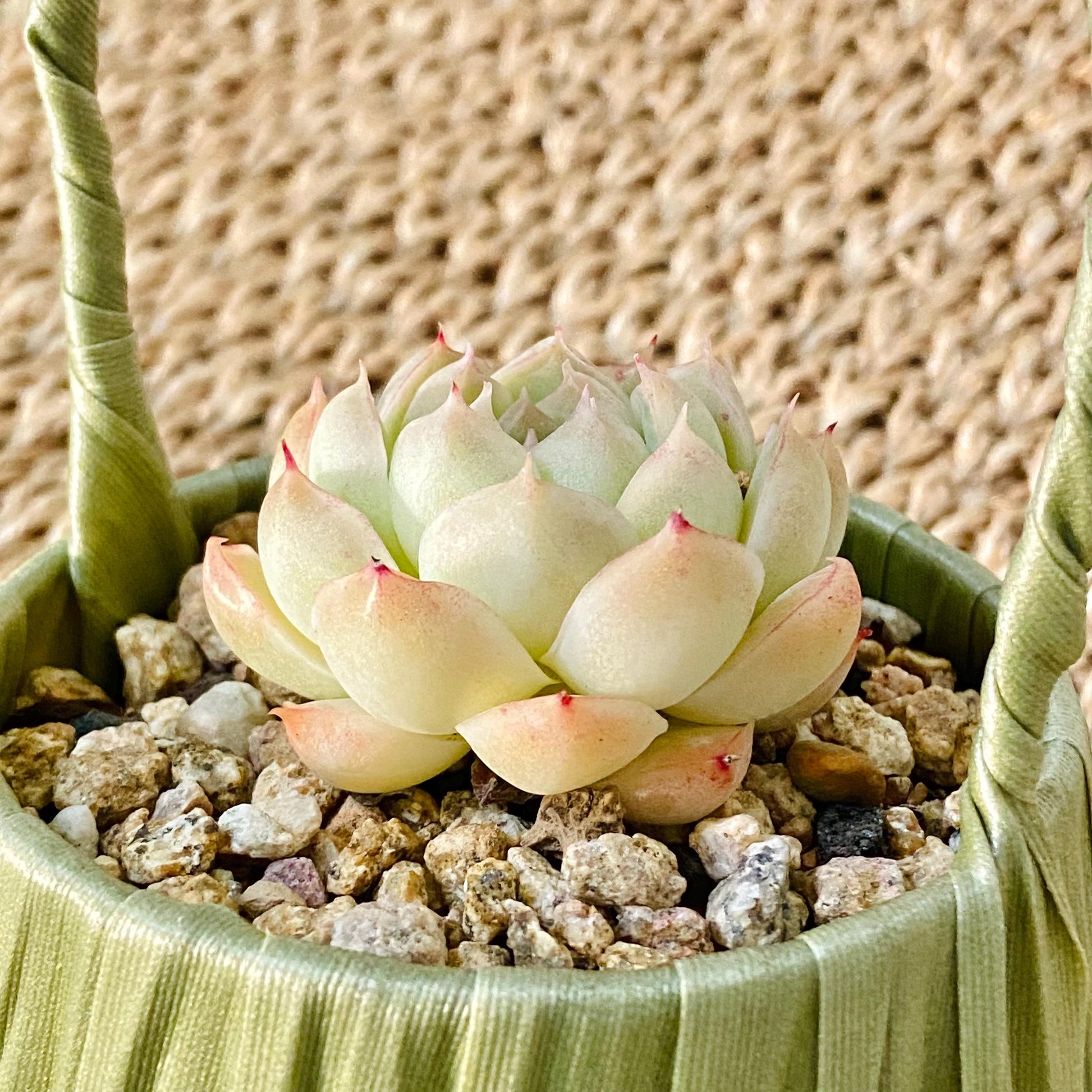 succulent gift basket Succulent Gift Basket – Roselent