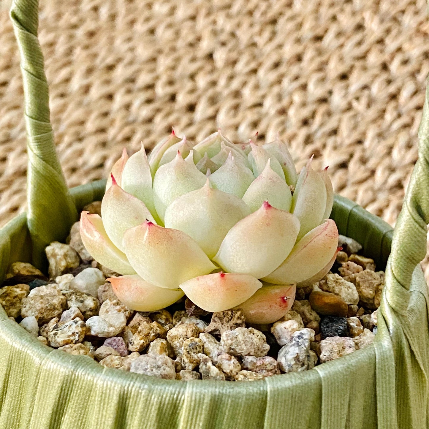 Succulent Gift Basket