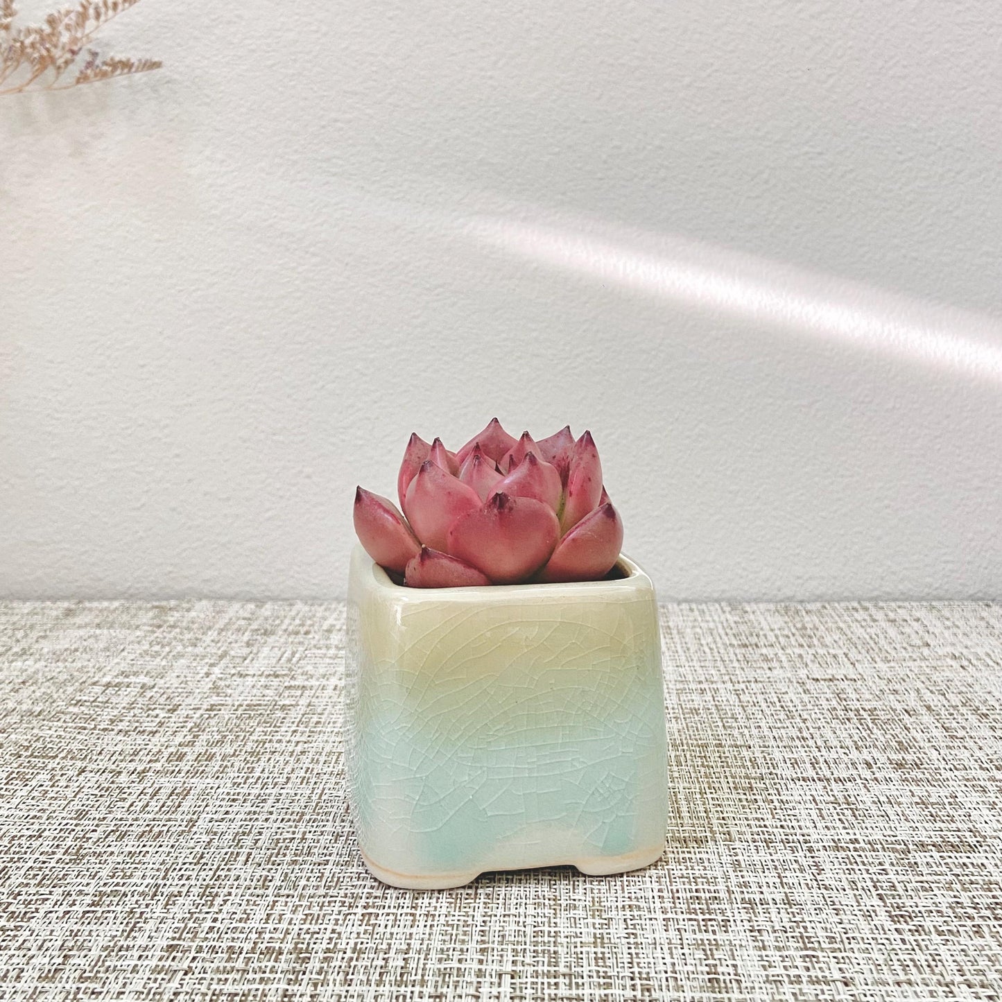 One-size Pastel Pots