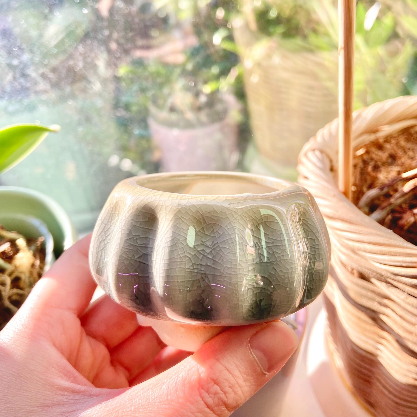 Jellyfish Pots, Set of 3