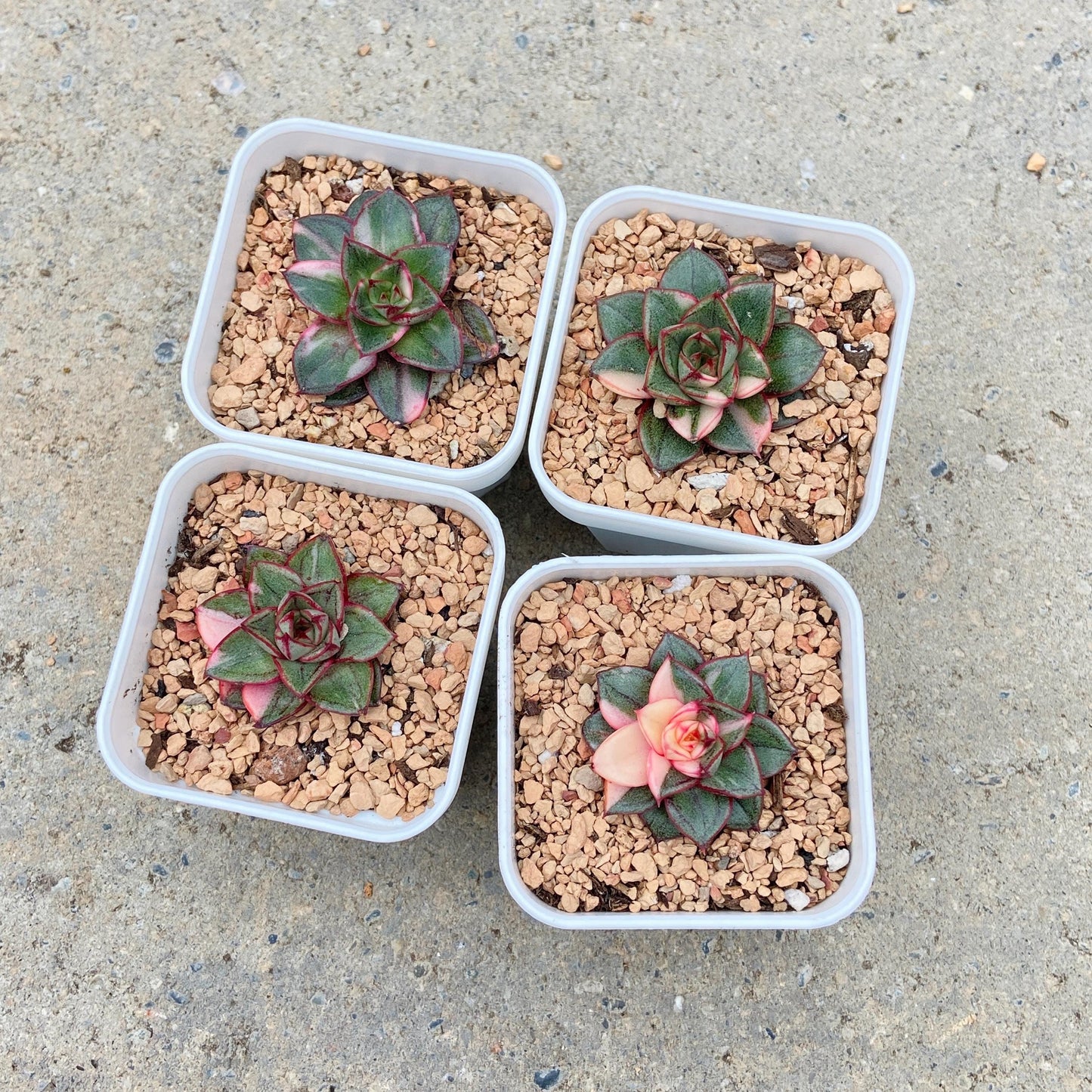 Variegated Echeveria Monocerotis