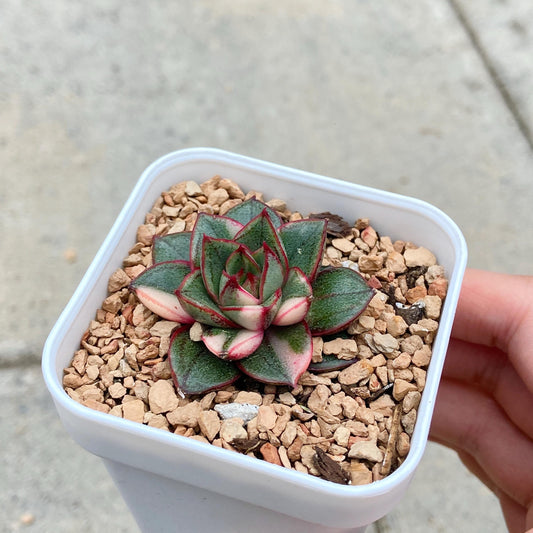 Variegated Echeveria Monocerotis