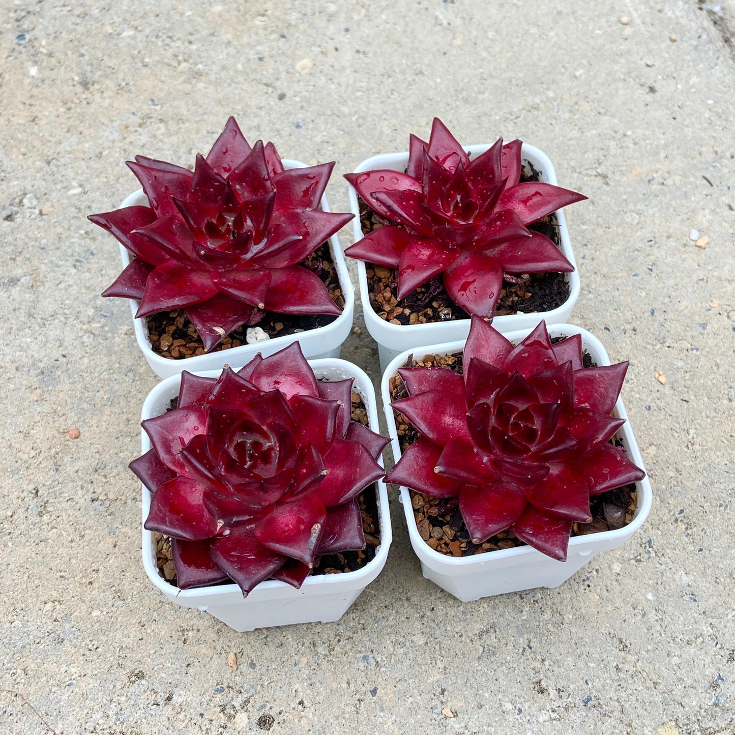 Echeveria Agavoides Robin