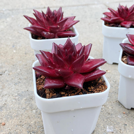 Echeveria Agavoides Robin