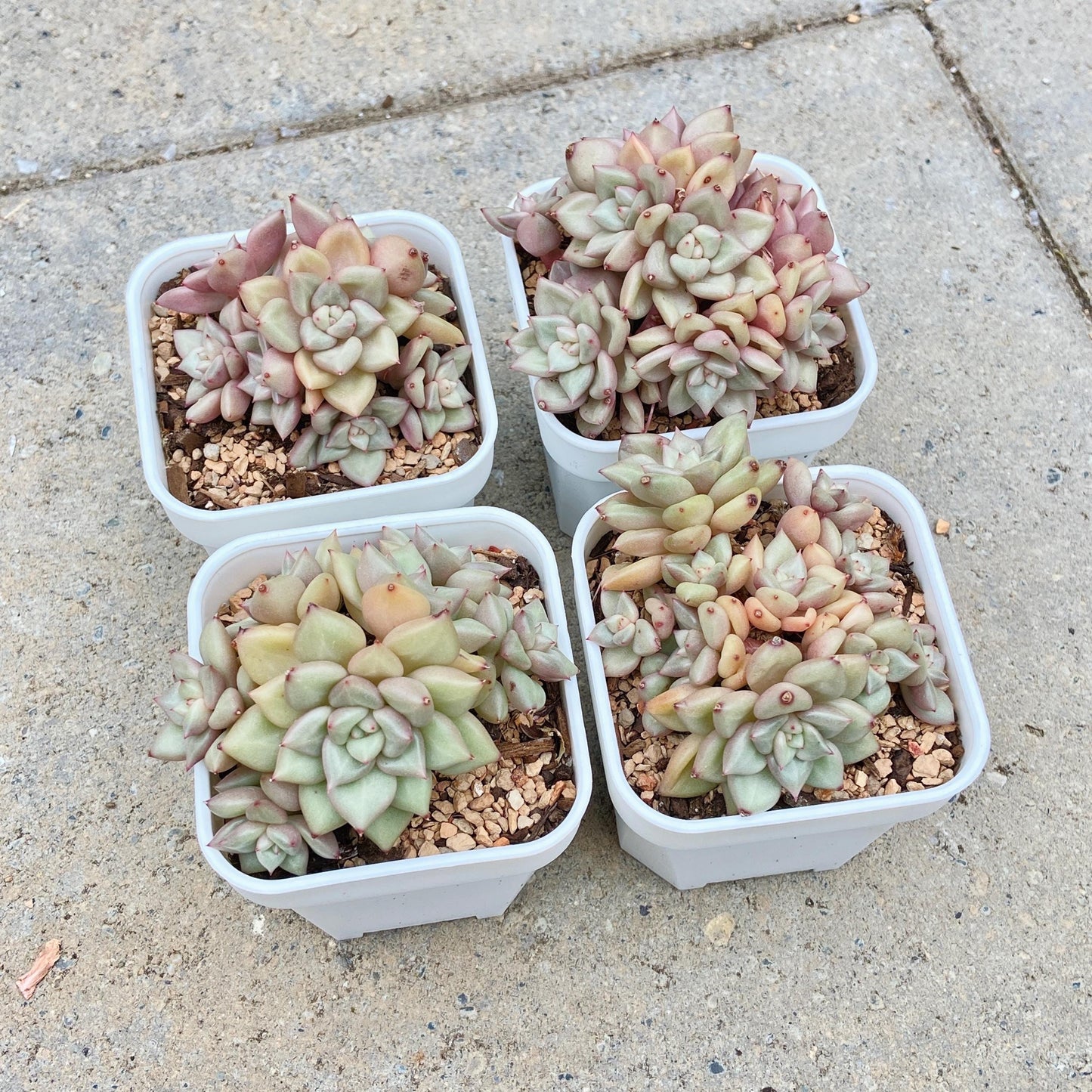 Echeveria J.C. Van Keppel