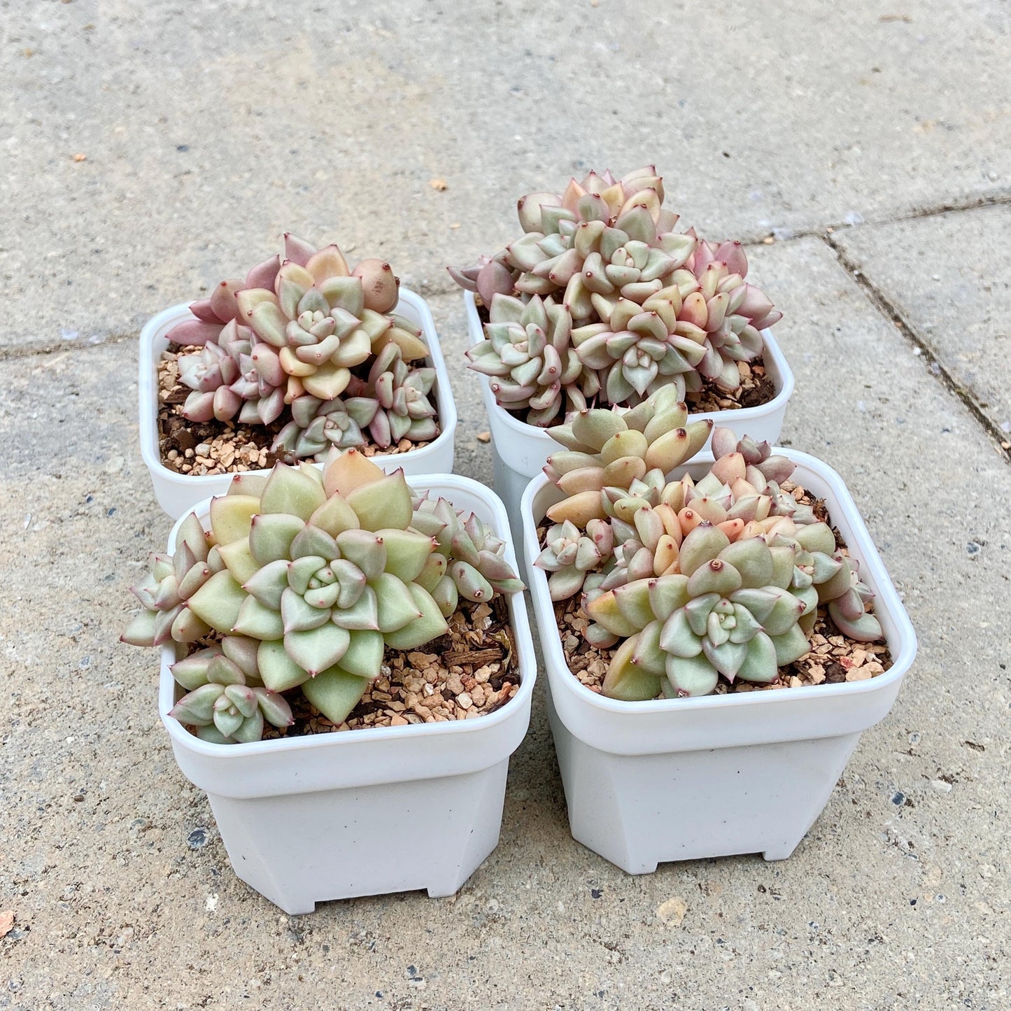 Echeveria J.C. Van Keppel