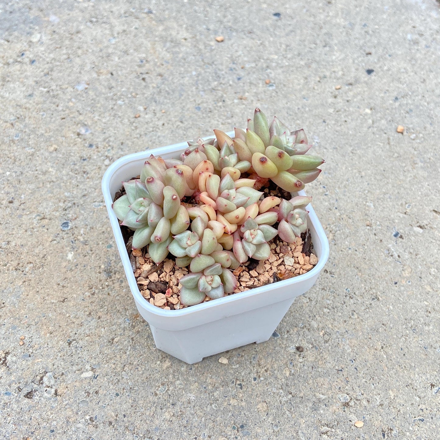 Echeveria J.C. Van Keppel