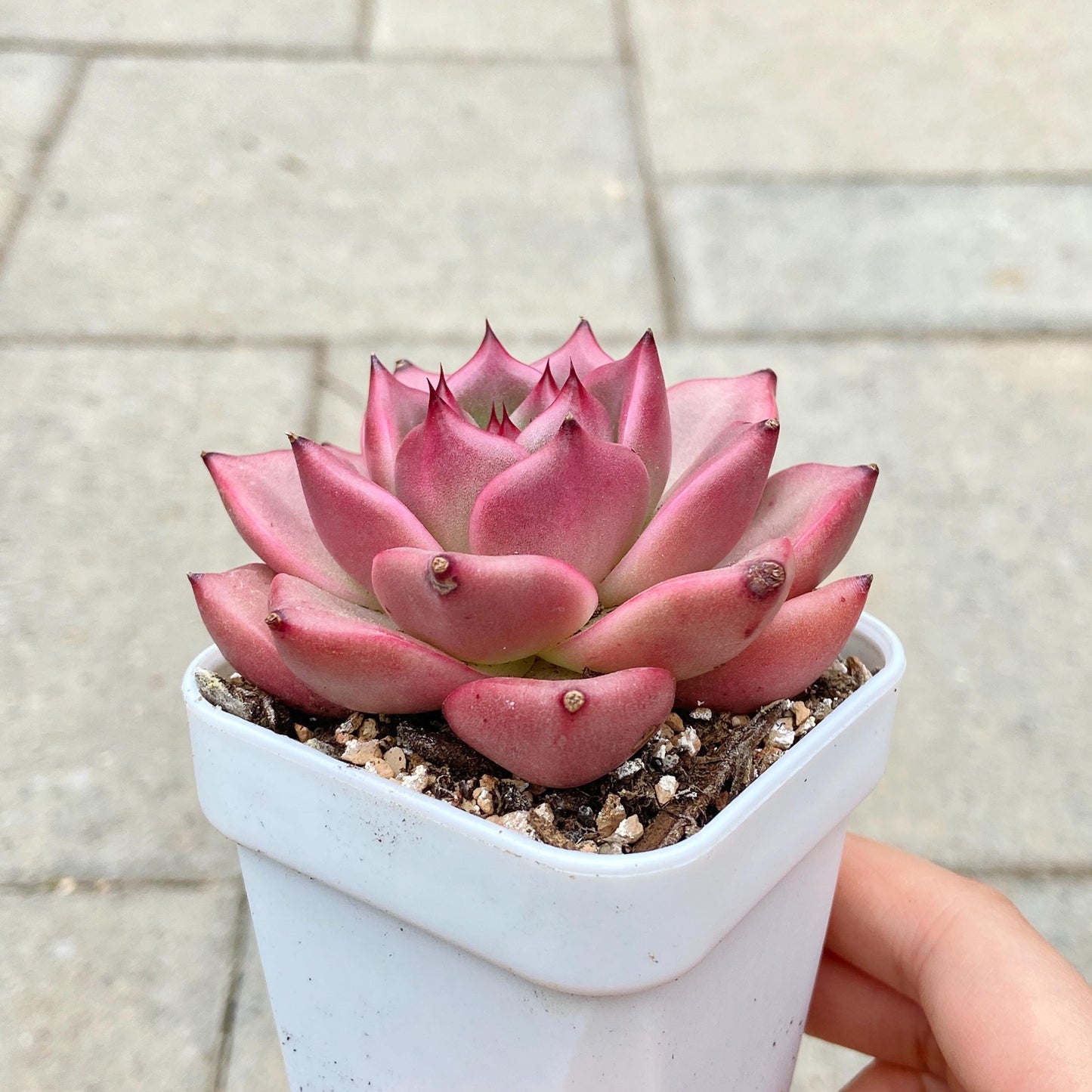 Echeveria 'Mont Blanc'