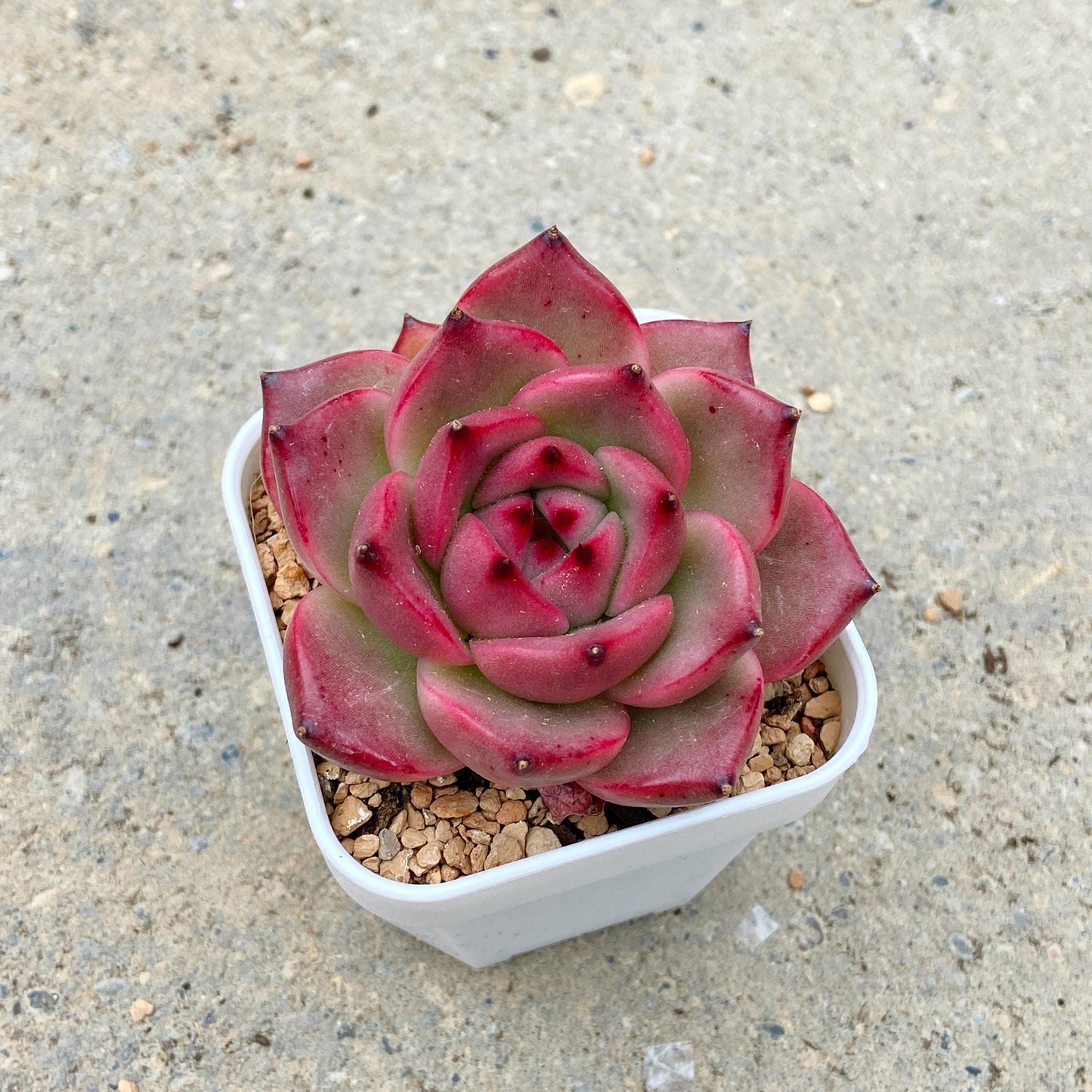Echeveria 'Mont Blanc'