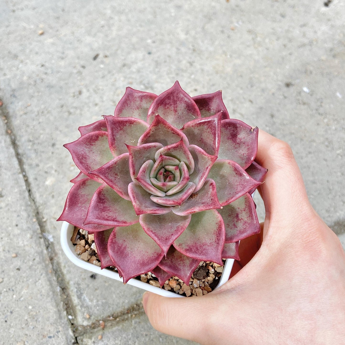 Echeveria Agavoides 'Summer Beauty'