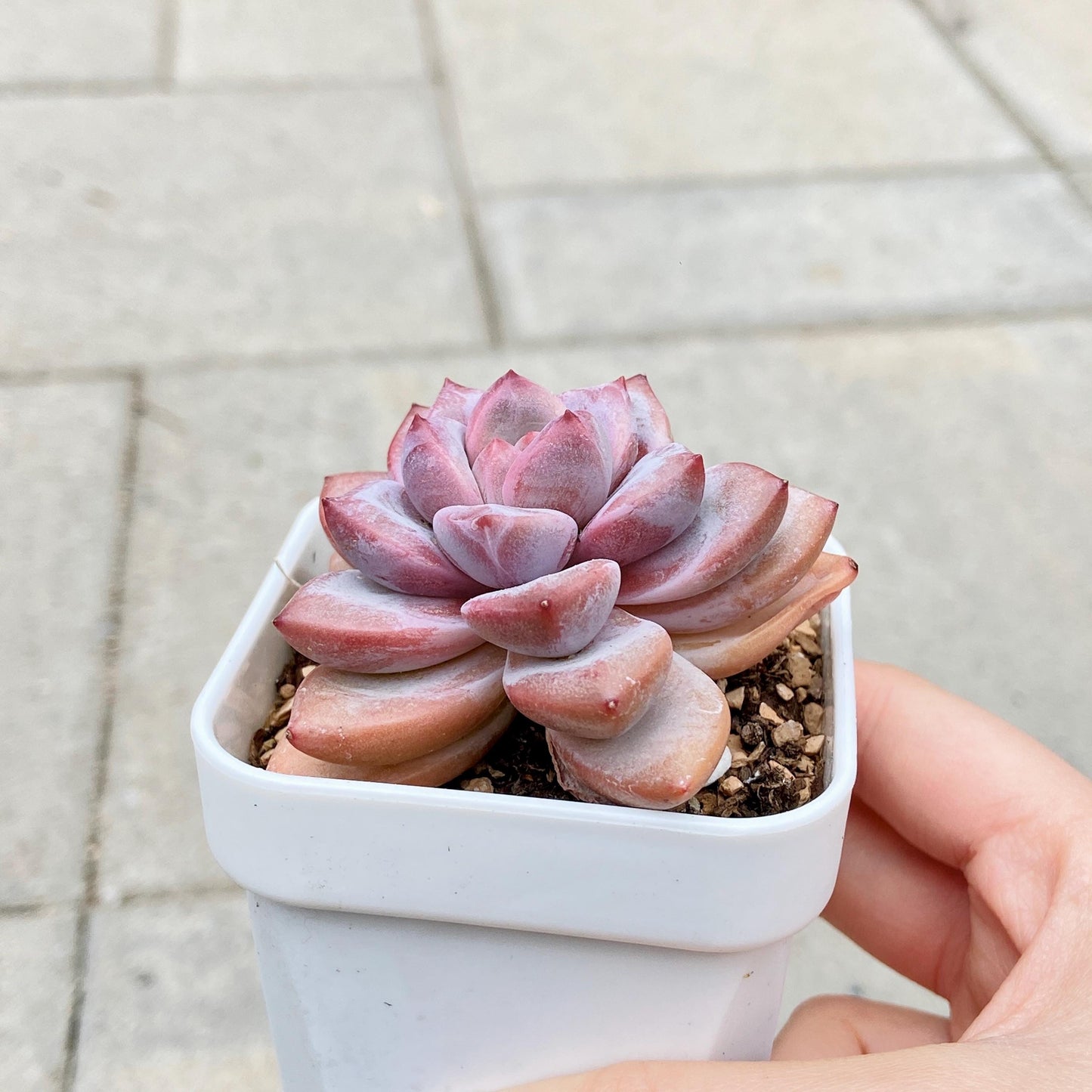 Echeveria Variant with Layered Leaves