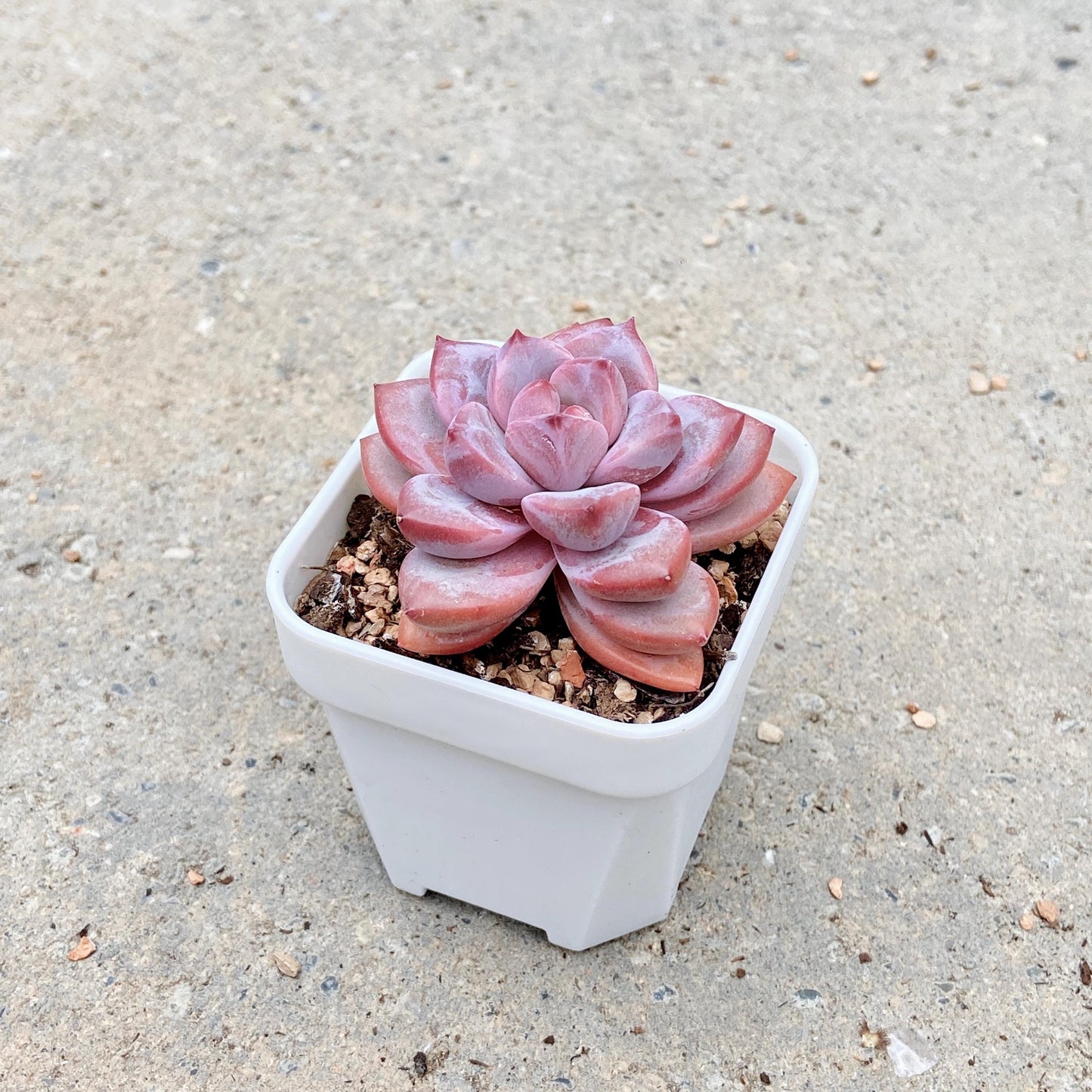 Echeveria Variant with Layered Leaves