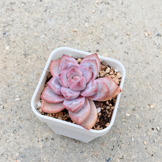 Echeveria Variant with Layered Leaves