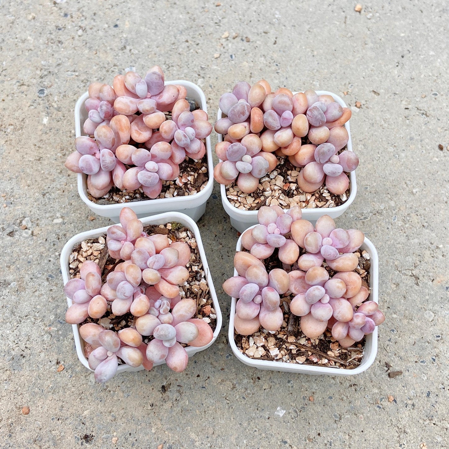 Graptopetalum Lavender Pebbles