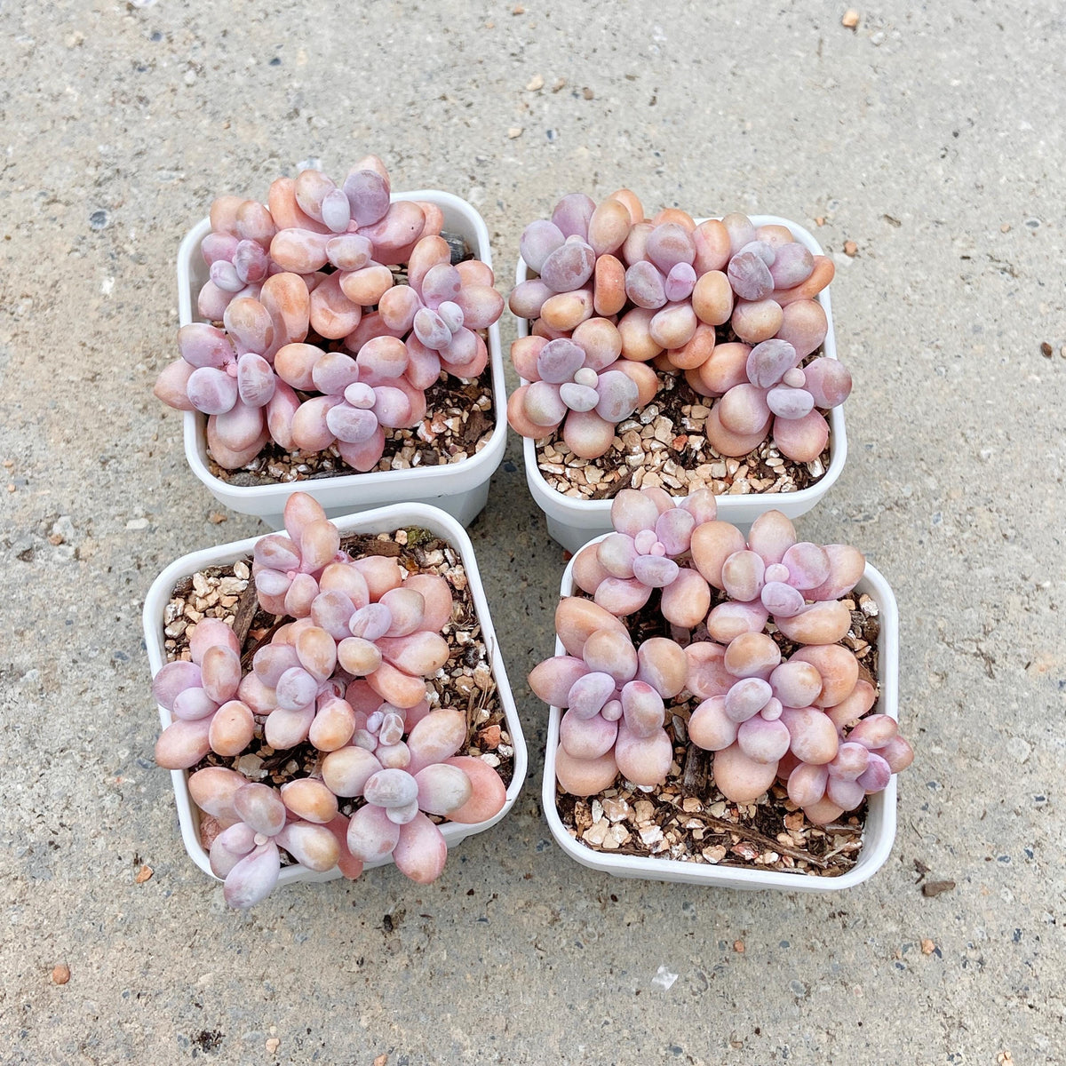Graptopetalum Lavender Pebbles
