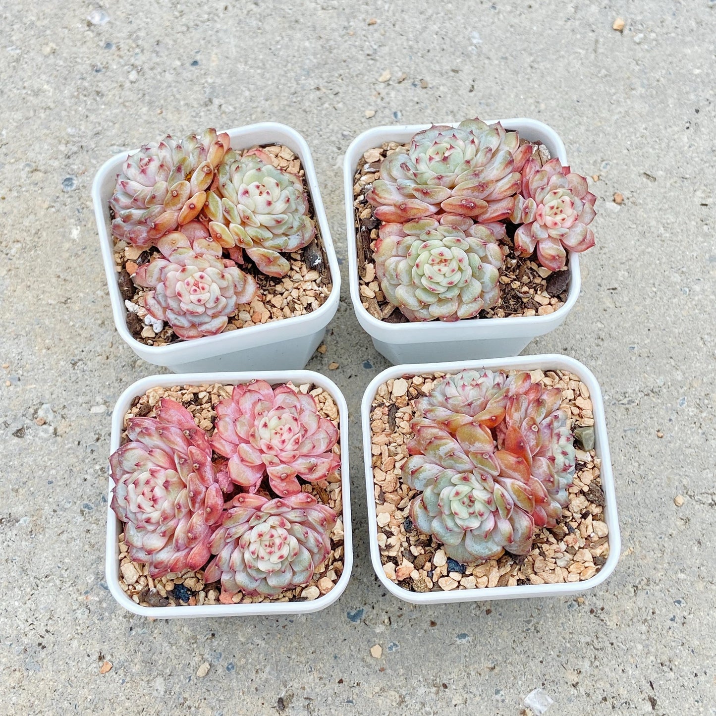 Echeveria Hani, 3-Heads Cluster