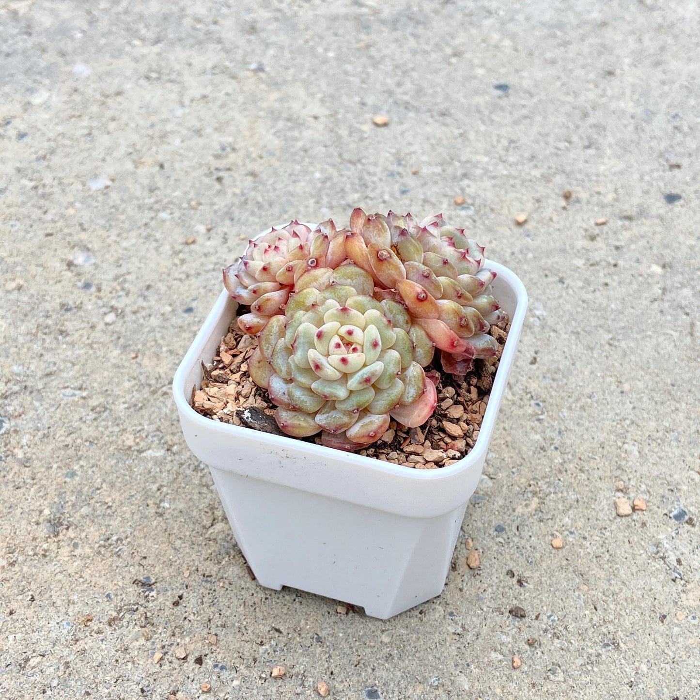 Echeveria Hani, 3-Heads Cluster