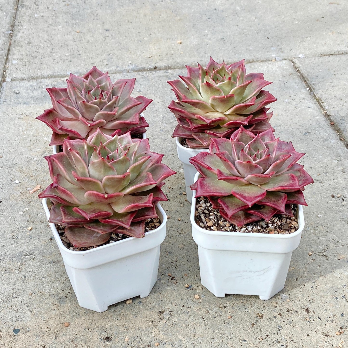 Echeveria Agavoides 'Summer Beauty'