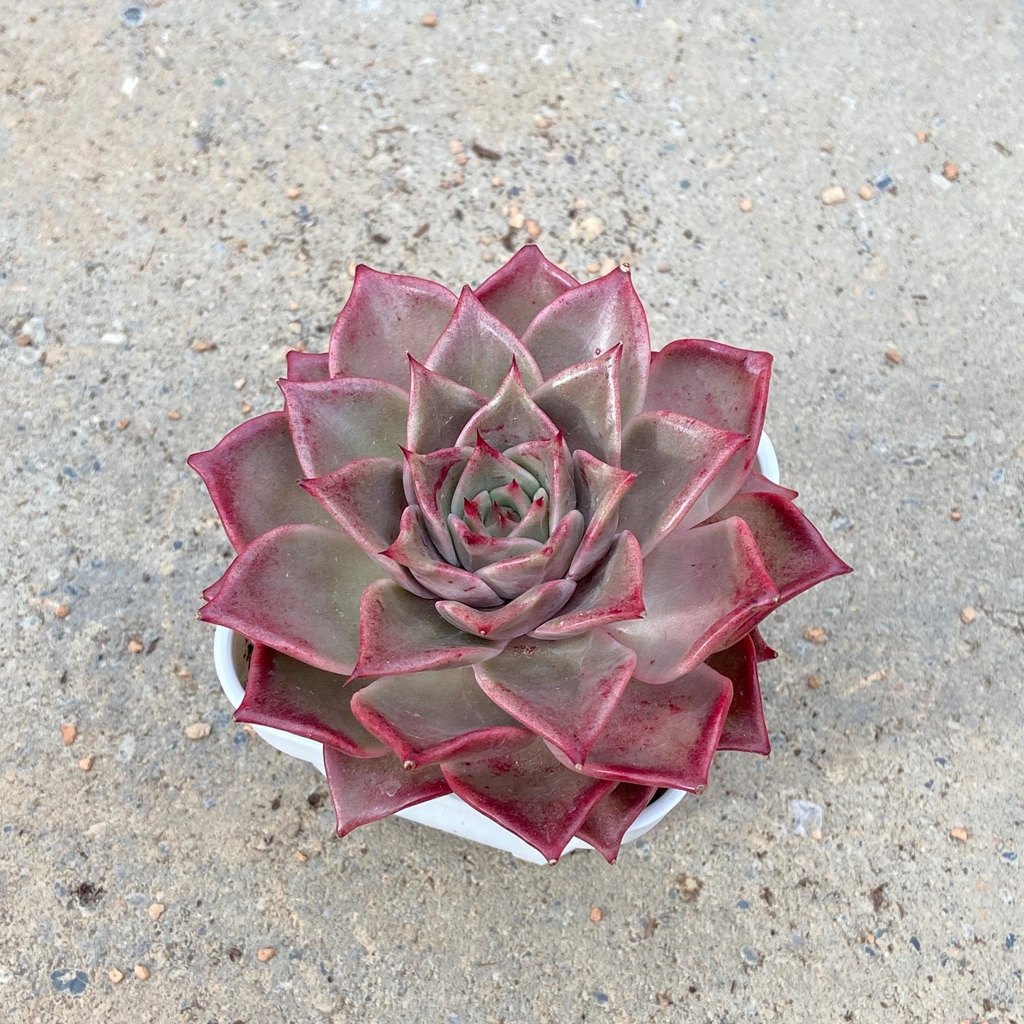 Echeveria Agavoides 'Summer Beauty'