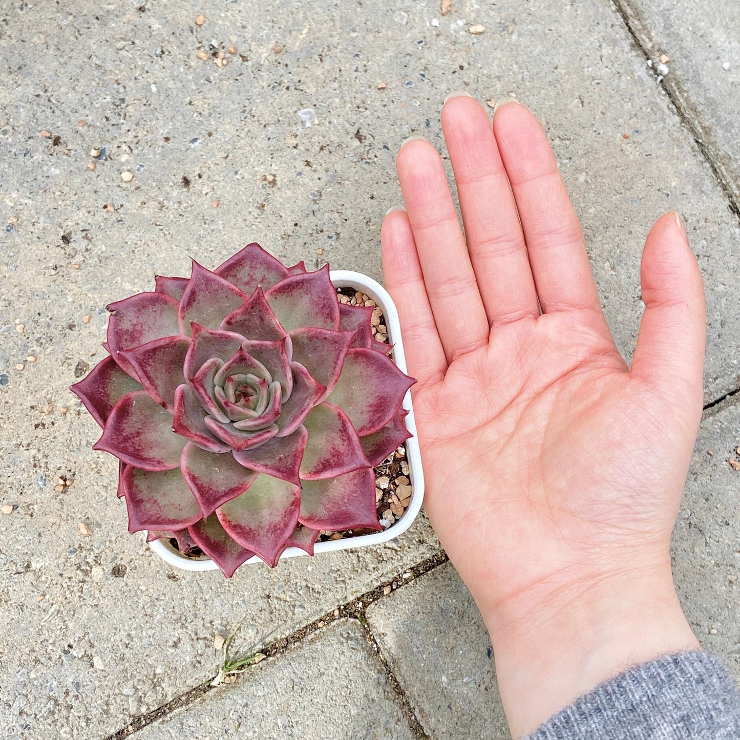 Echeveria Agavoides 'Summer Beauty'