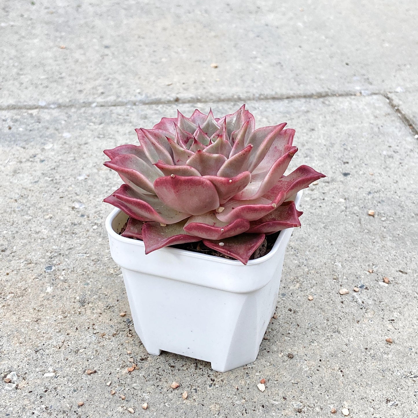 Echeveria Agavoides 'Summer Beauty'