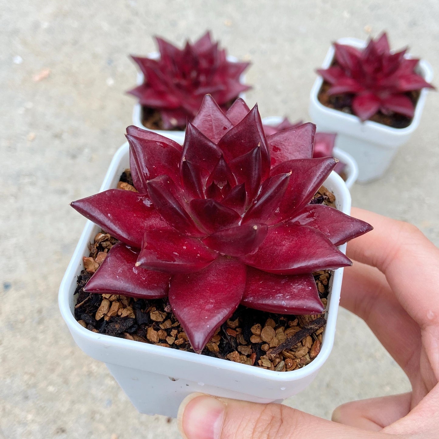 Echeveria Agavoides Robin