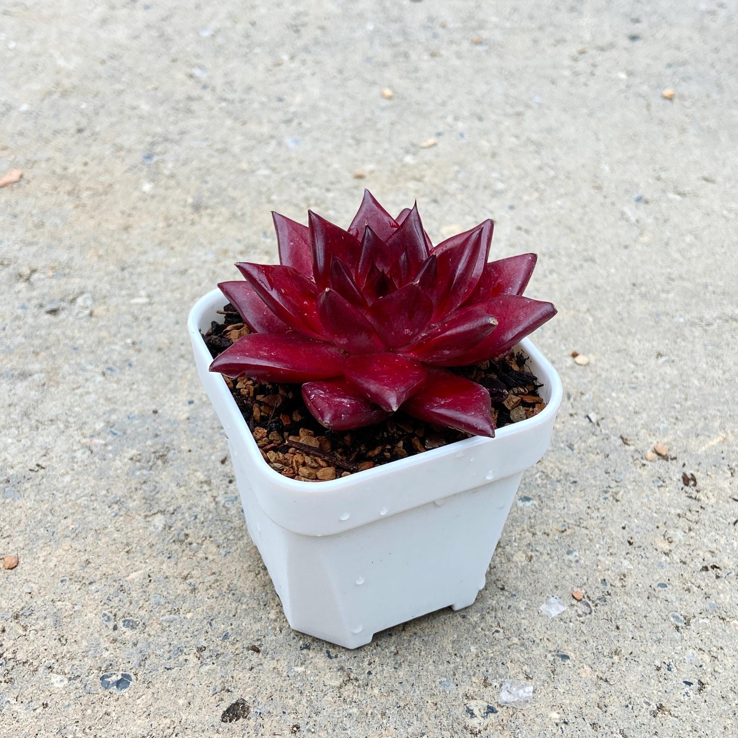 Echeveria Agavoides Robin