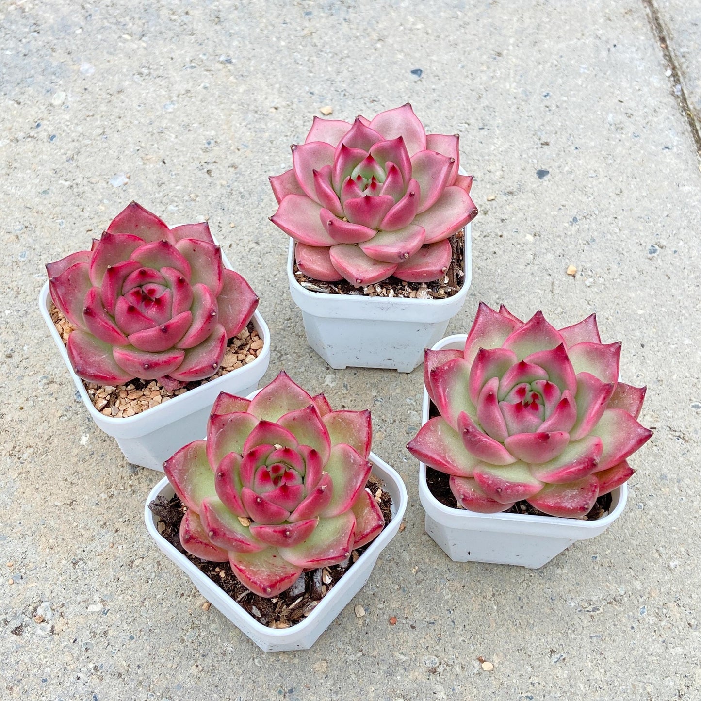 Echeveria 'Mont Blanc'
