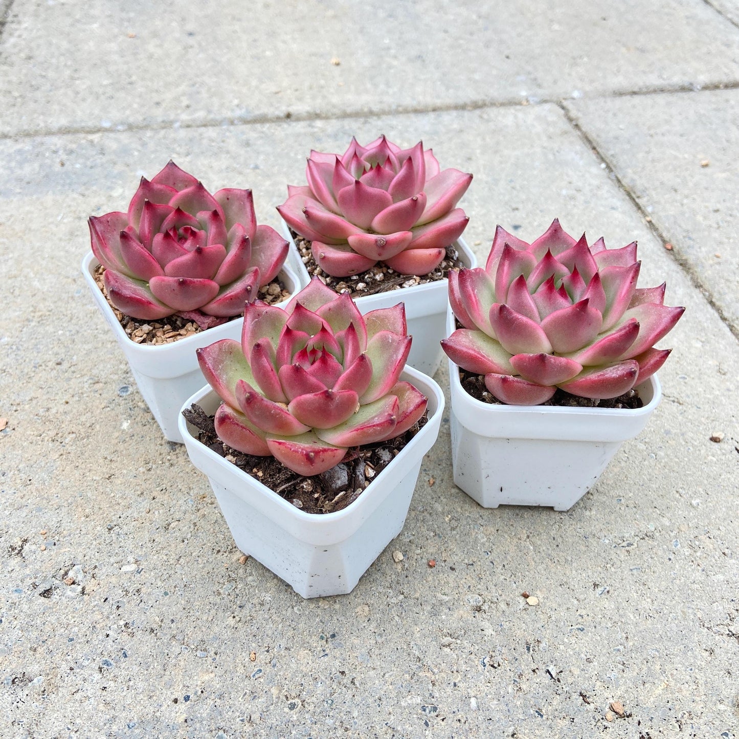 Echeveria 'Mont Blanc'