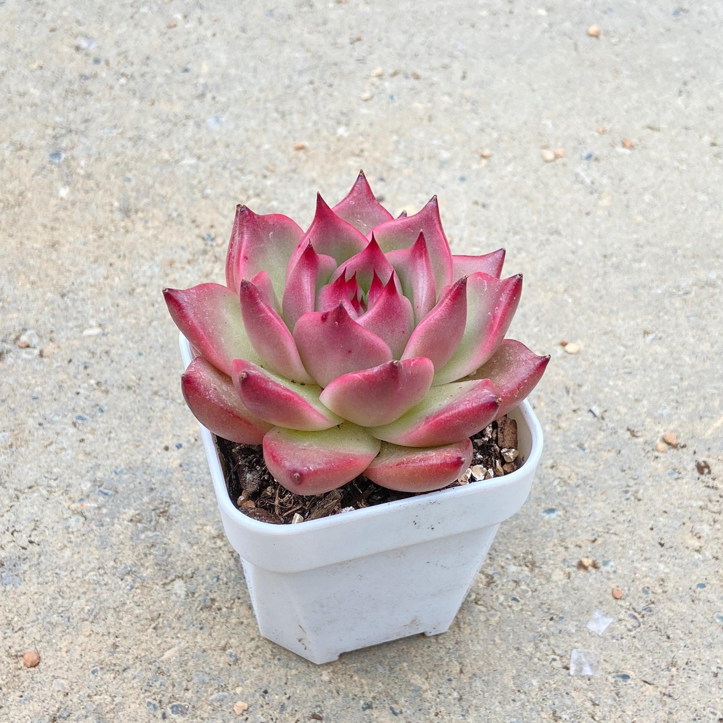 Echeveria 'Mont Blanc'