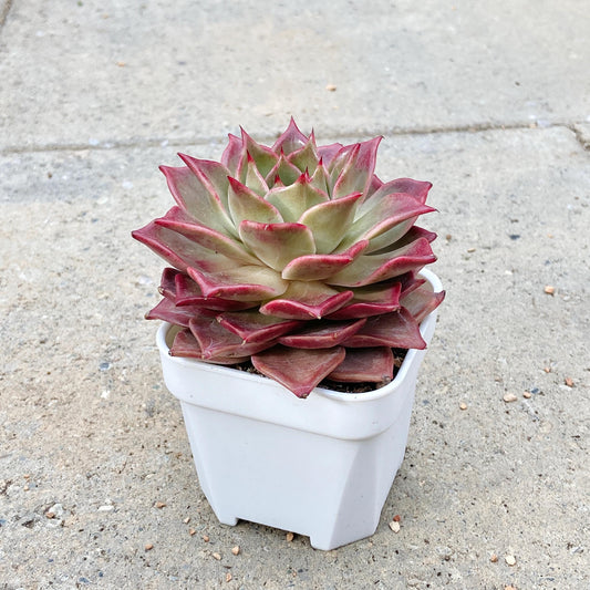 Echeveria Agavoides 'Summer Beauty'