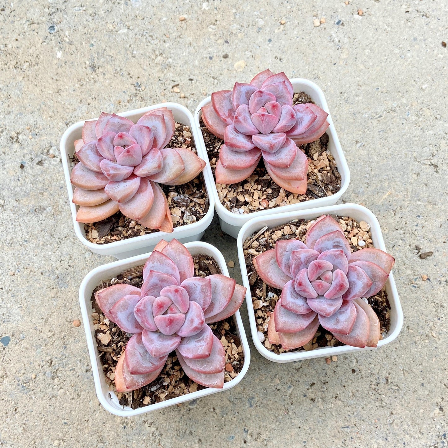 Echeveria Variant with Layered Leaves