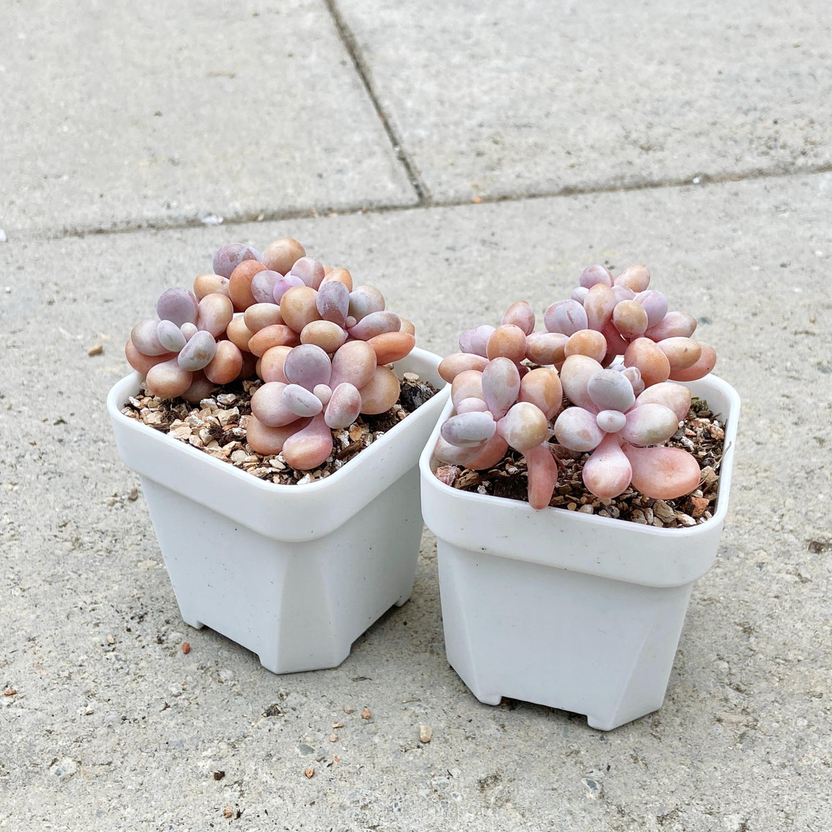 Graptopetalum Lavender Pebbles