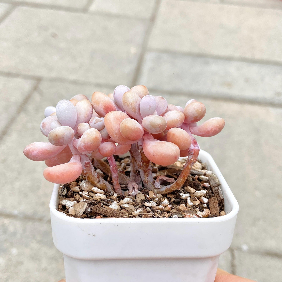 Graptopetalum Lavender Pebbles
