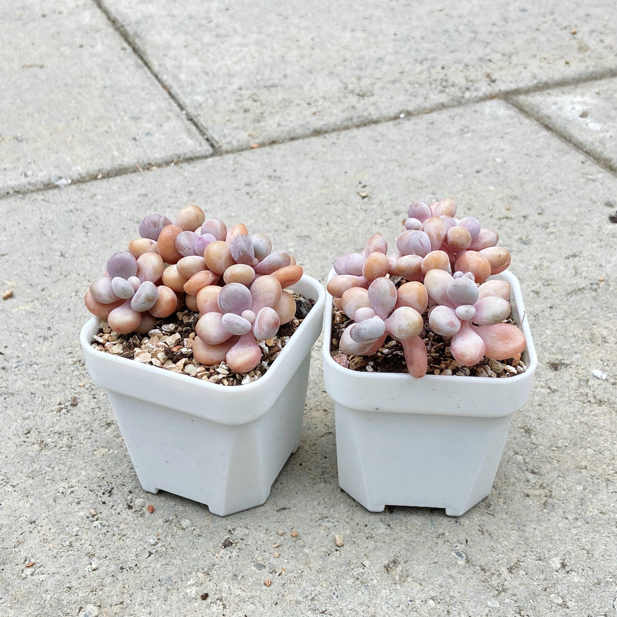 Graptopetalum Lavender Pebbles