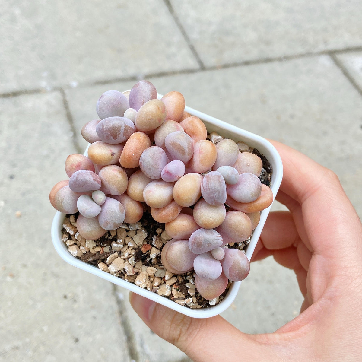 Graptopetalum Lavender Pebbles