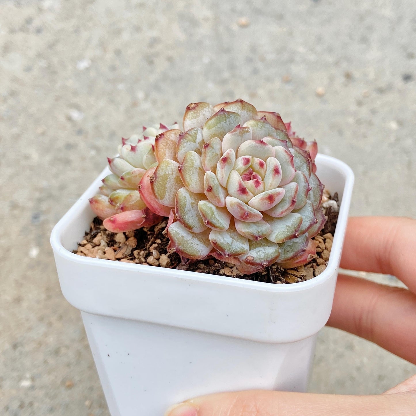 Echeveria Hani, 3-Heads Cluster
