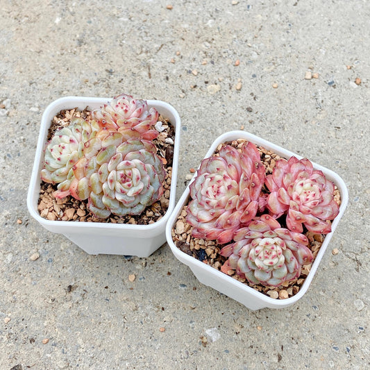 Echeveria Hani, 3-Heads Cluster