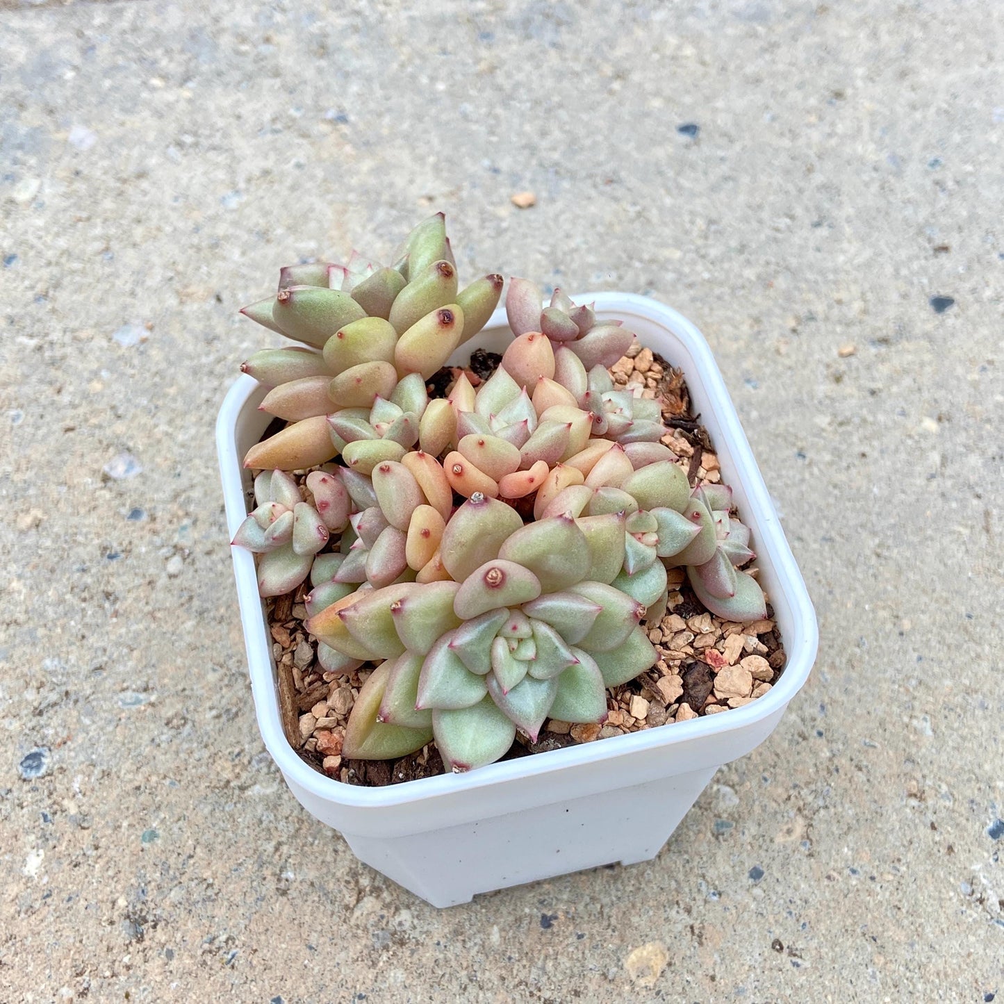 Echeveria J.C. Van Keppel