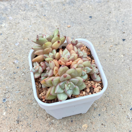 Echeveria J.C. Van Keppel
