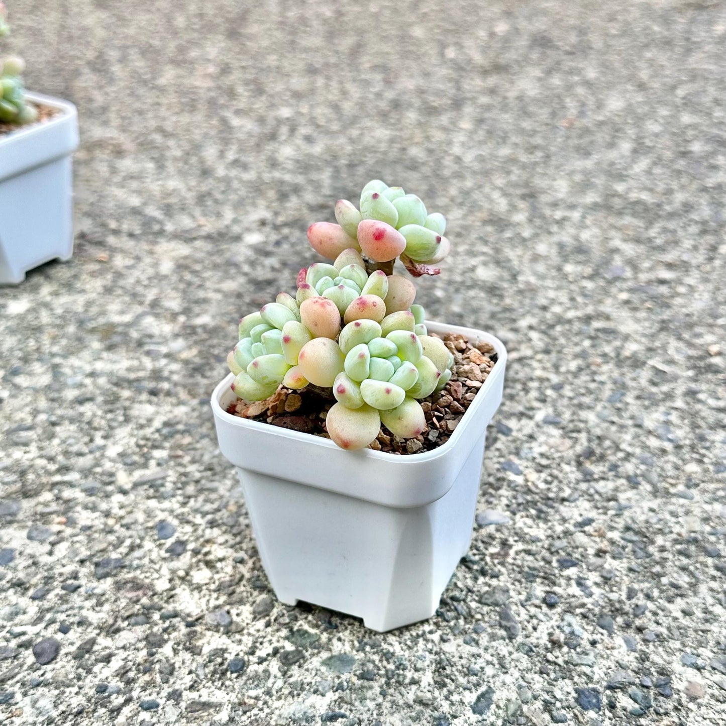 Sedum Clavatum Cluster