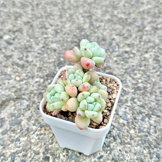 Sedum Clavatum Cluster