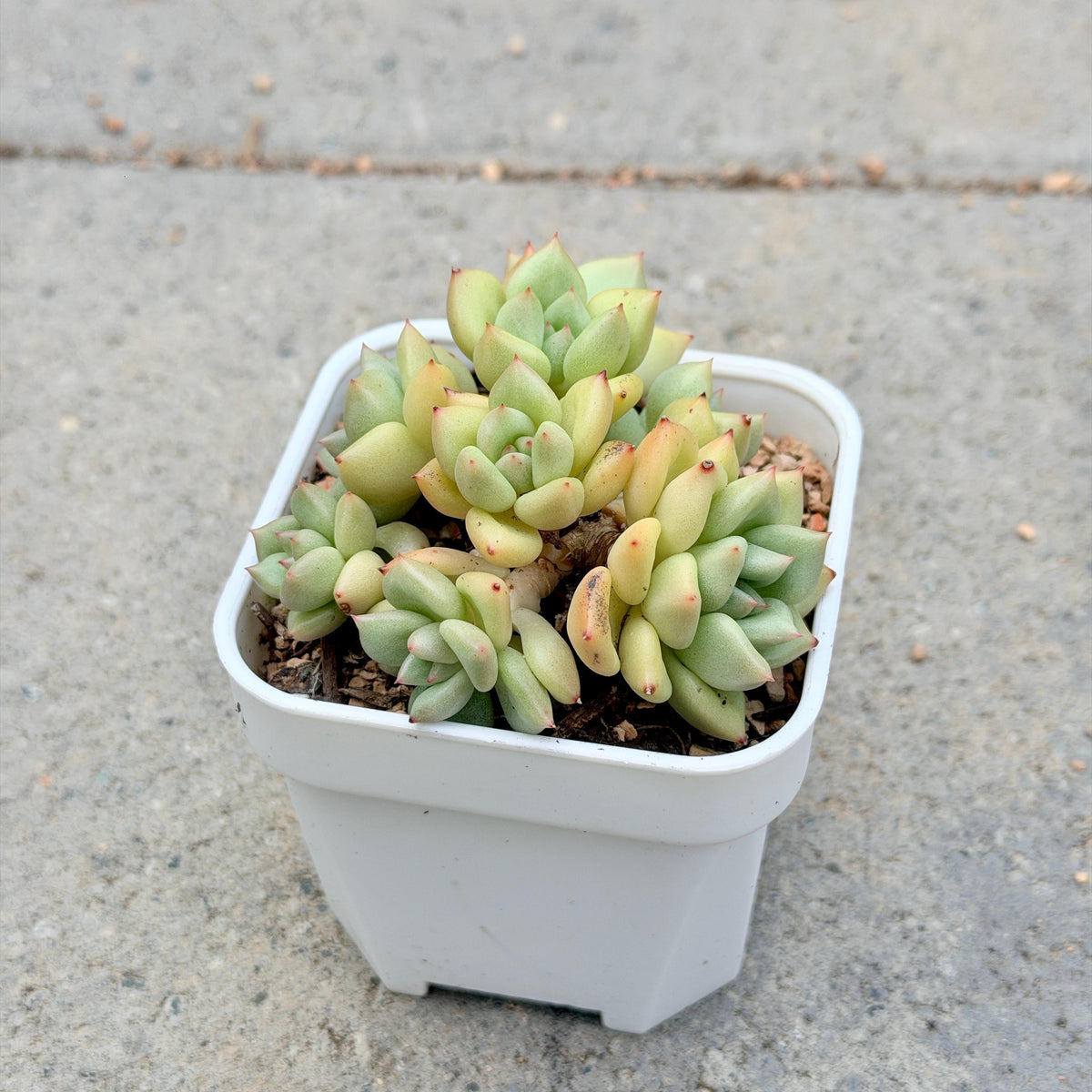 Echeveria J.C. Van Keppel