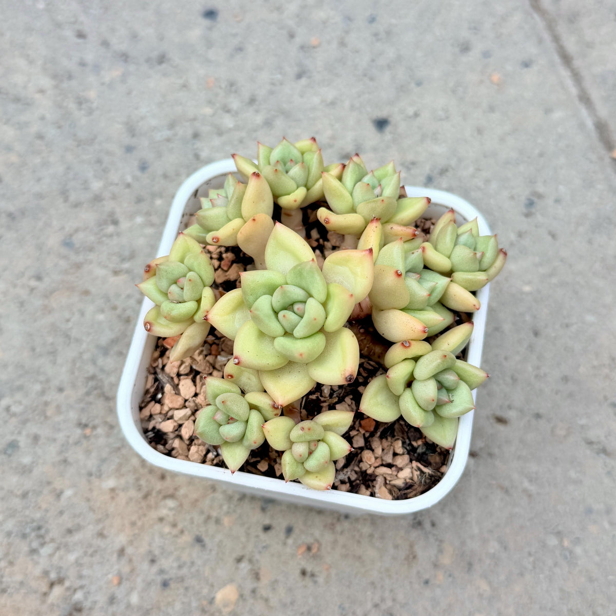 Echeveria J.C. Van Keppel