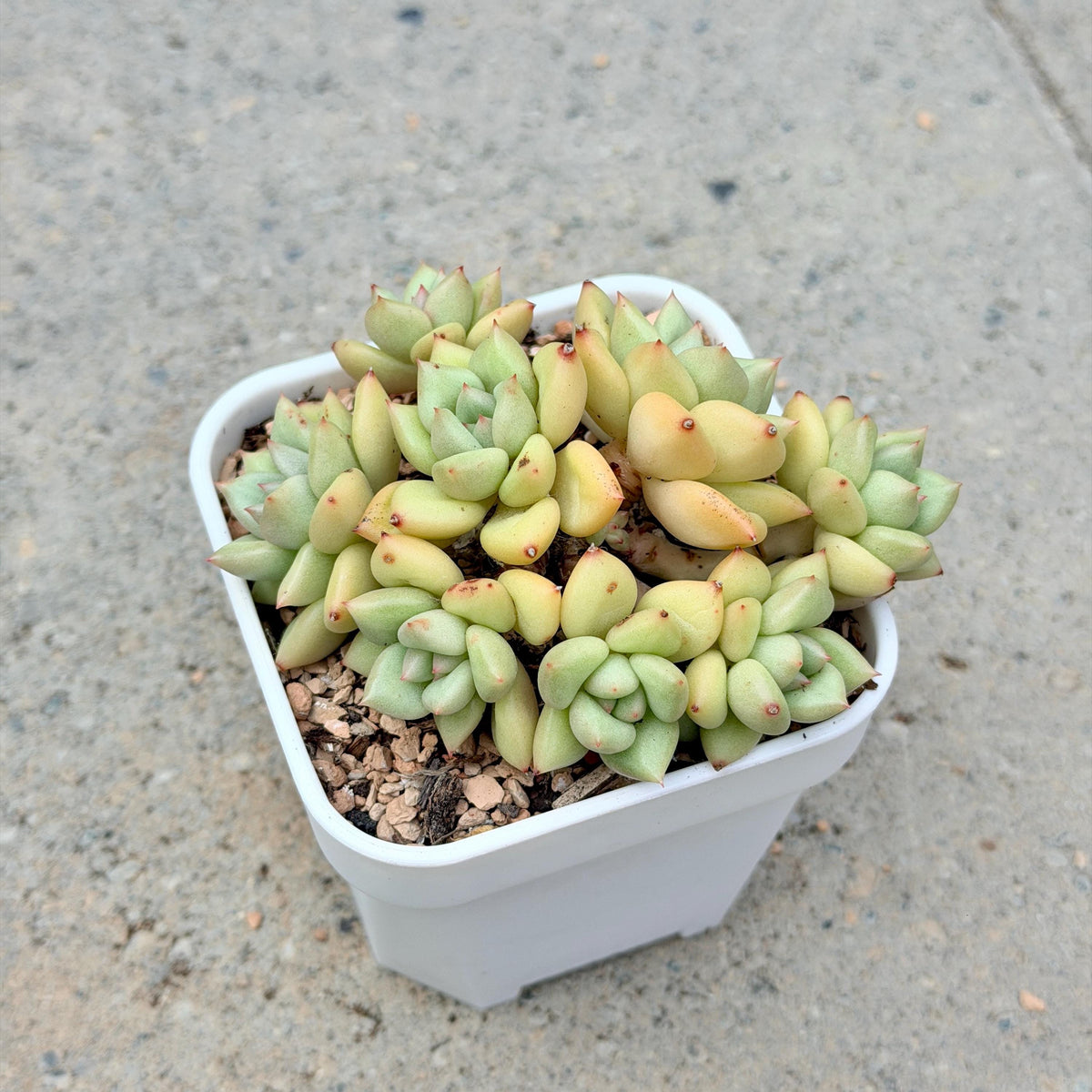 Echeveria J.C. Van Keppel